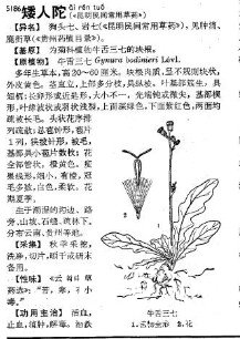 矮人陀的药用价值与功效