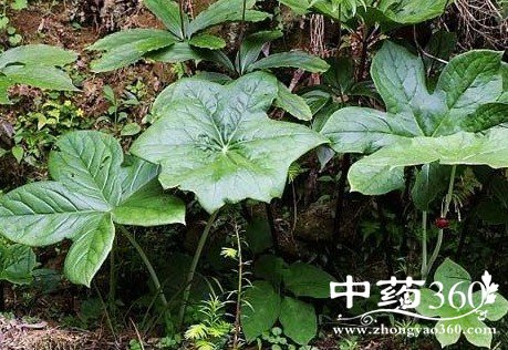 八角莲叶的药用价值与功效