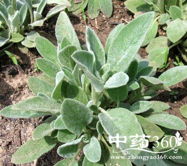 半边苏的药用价值与功效