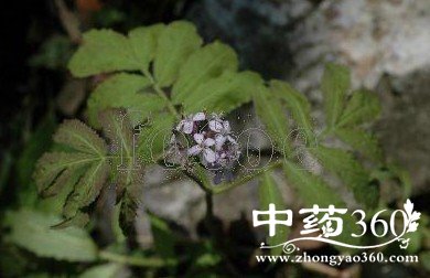 半边菜的药用价值与功效