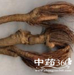 白猪栗根的药用价值与功效