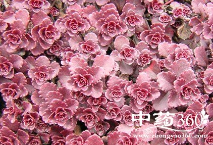 还你年轻靓丽的中药