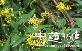 黄花母的功效作用