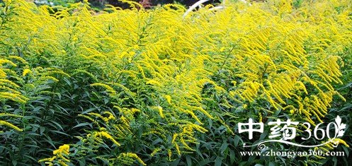 黄花仔的功效作用