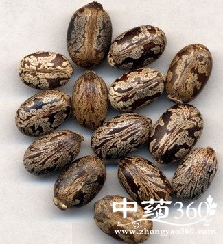 蓖麻子的功效作用