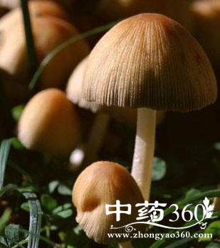 蘑菇的营养价值与功效