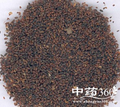 车前子的功效作用