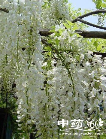 白藤的药用价值与功效