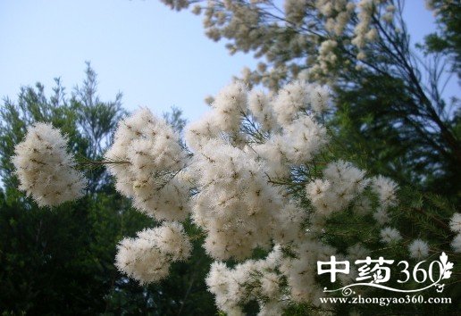 白千层叶的药用价值与功效