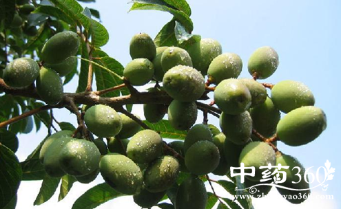 橄榄的营养价值与功效作用