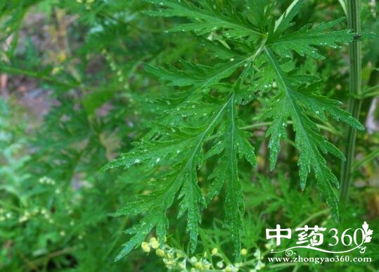 【药用部位】为菊科植物青蒿或黄花蒿的全草.