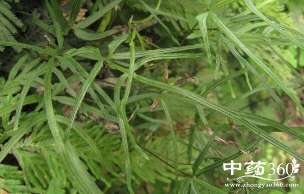 黑心蕨的功效与作用