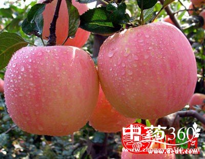 红富士苹果的营养价值 苹果有什么营养价值