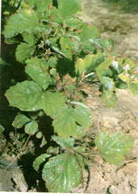 茅莓 中草药药材介绍