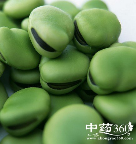 蚕豆的功效与作用