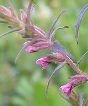 点击图片查看下一页