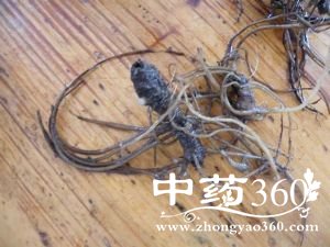 地胆头的功效与作用