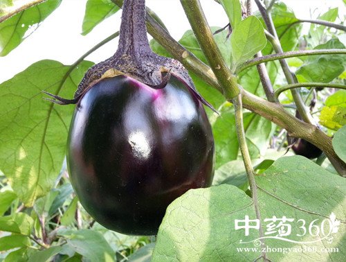 茄子的神奇功效与作用