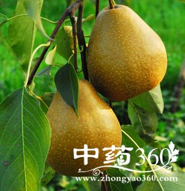 秋季饮食,秋季滋阴润肺的食物