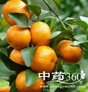 秋季饮食,秋季滋阴润肺的食物