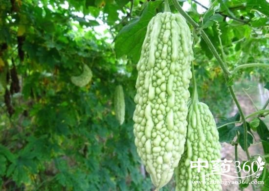 夏季有这5类消暑食物能让你安然度过