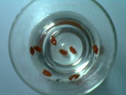 牛奶蛋羹的做法步骤5