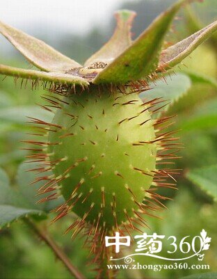 补肾壮阳,男士必备的10大补肾良品