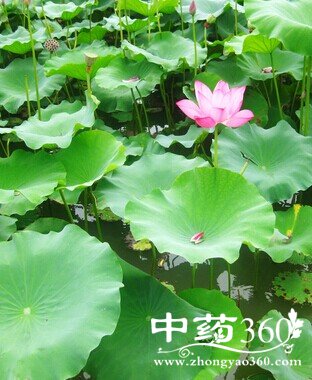 补肾壮阳,男士必备的10大补肾良品