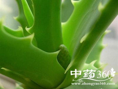 芦荟的营养价值 平凡芦荟功效多