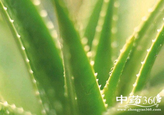 芦荟的营养价值 平凡芦荟功效多
