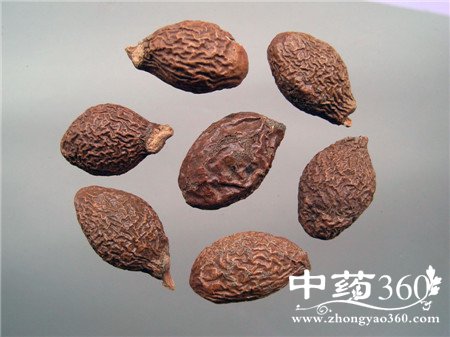 胖大海怎么泡才好 泡不开就试试这个办法