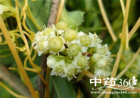 男人肾虚吃什么补肾 菟丝子强壮你的身体(2)