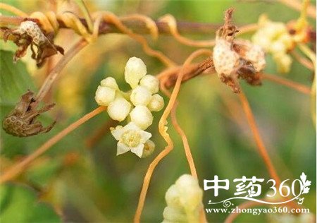 男人肾虚吃什么补肾 菟丝子强壮你的身体(2)