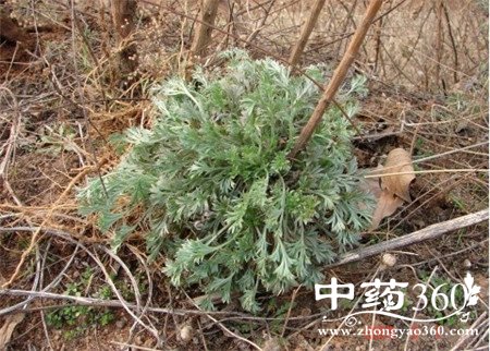 茵陈的炮制方法 这些病试试茵陈(2)