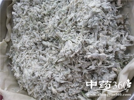 茵陈的炮制方法 这些病试试茵陈(2)