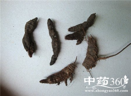 女性月经不调吃什么中药 香附来帮忙