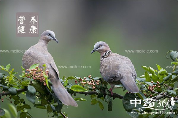 banjiudeyingyangyangjiazhi