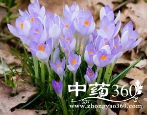 番红花的功效与作用