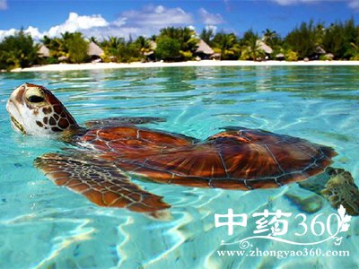 常观“游鱼”益处多 保护视力调节血压