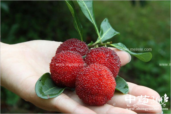 yangmeichiduolehuizenmeyang