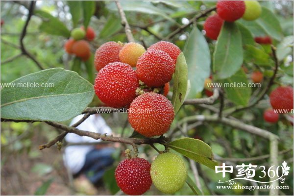 yangmeichiduolehuizenmeyang