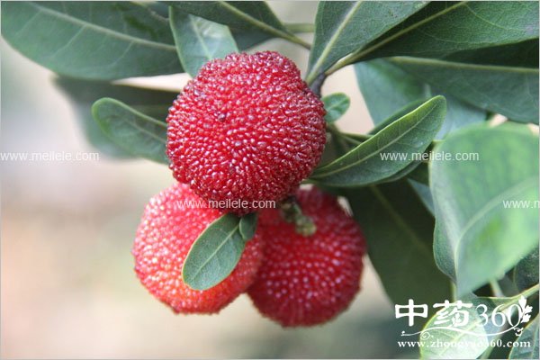 yangmeichiduolehuizenmeyang