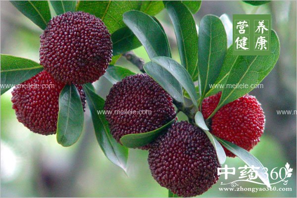 yangmeichiduolehuizenmeyang