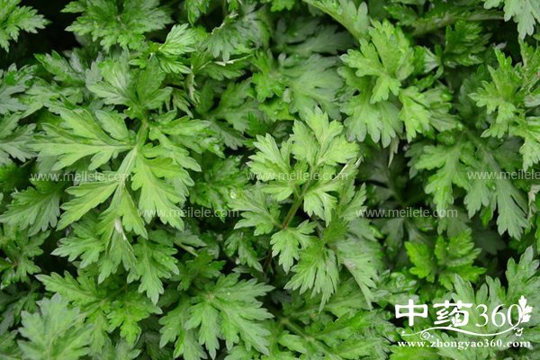 aicaogendegongxiaoyuzuoyong