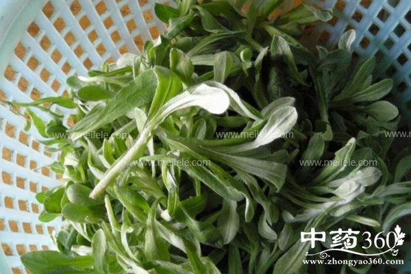 aicaogendegongxiaoyuzuoyong