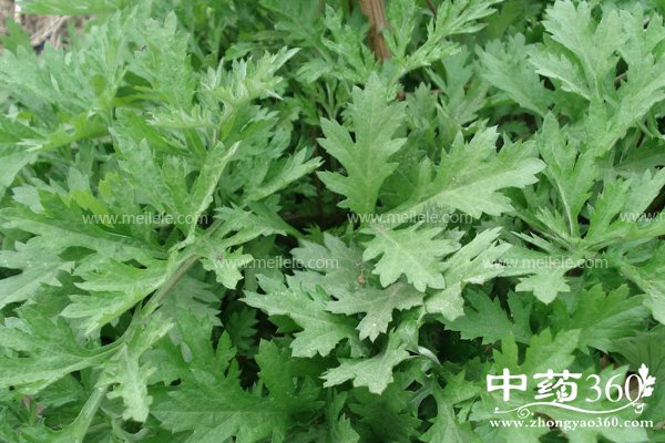 aicaogendegongxiaoyuzuoyong