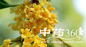 桂花的功效与作用有哪些?