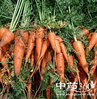 餐桌上的避孕美食食谱,好吃效果好