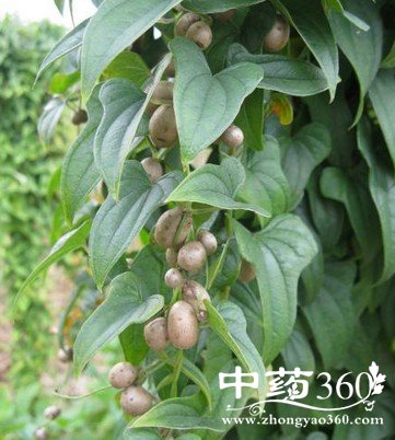 小山药大功效,女性常吃是为何