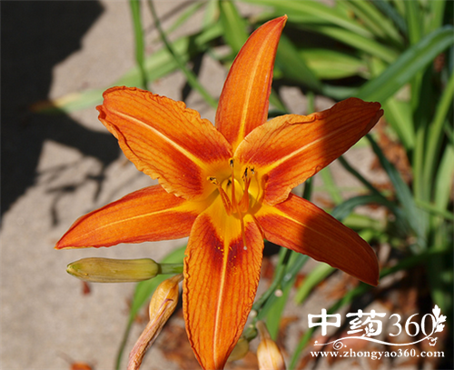 金针菜的营养价值 食用金针菜注意事项